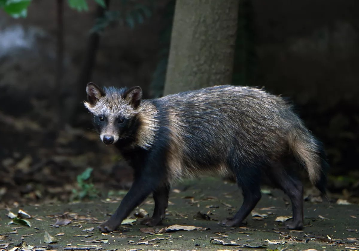 Covid-19 origins linked to raccoon dogs in China