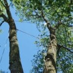 Remedy Tree Removal Service: Your Trusted Tree Care Partner