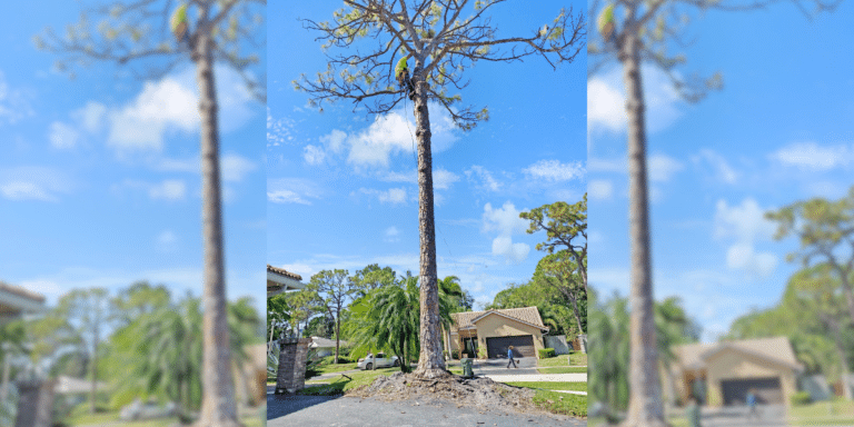 Unveiling the Green Gem of Modesto, CA: Roots Tree Service and Landscaping LLC