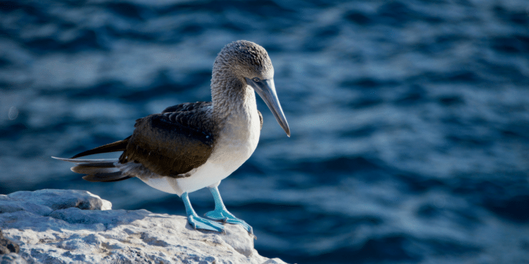 Discovering Paradise: Galapagos Luxury Tours Unveiled