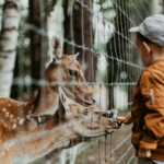 Reimagining the Modern Zoo Experience