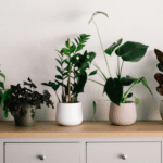 The Benefits of Having Houseplants for Mental Health