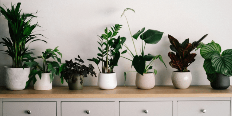 The Benefits of Having Houseplants for Mental Health