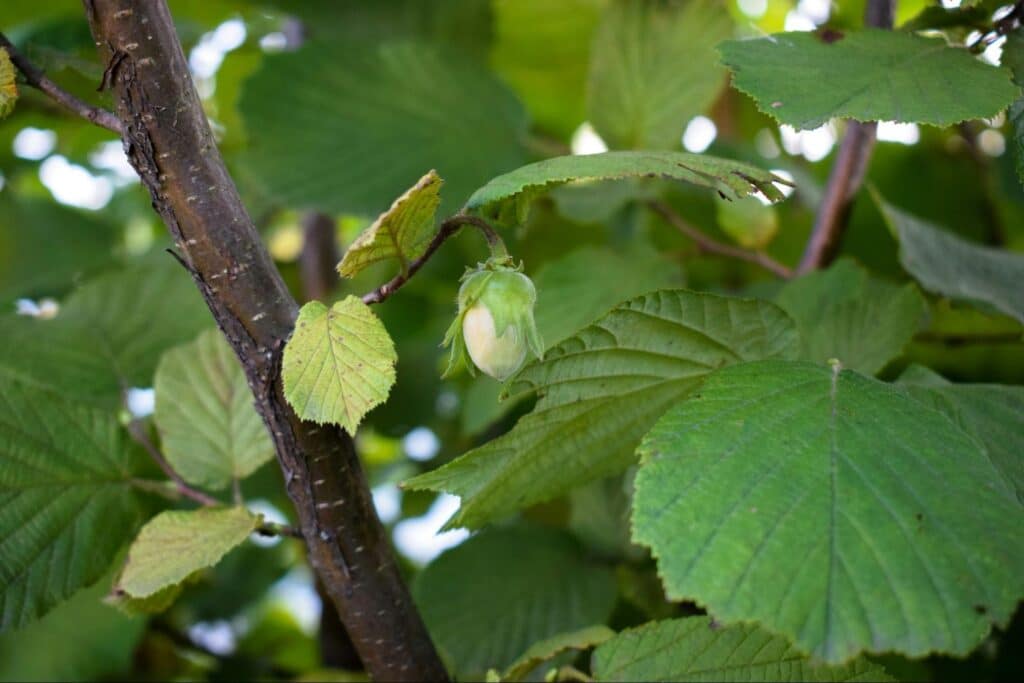 How Drones are Transforming Hazelnut Farming in Oregon