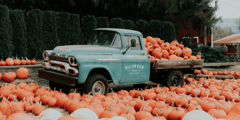 The Excitement Around the Bella Organic Haunted Corn Maze