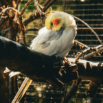 Cockatiel Enrichment Activities to Keep Your Bird Engaged