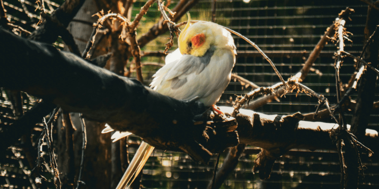 Cockatiel Enrichment Activities to Keep Your Bird Engaged