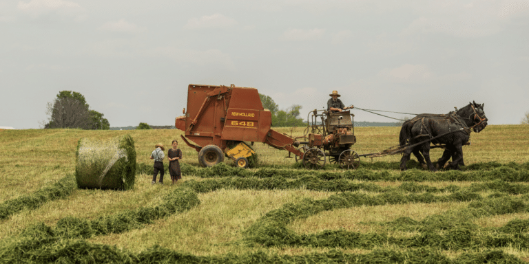 Ideal Small Holding Insurance: Comprehensive Protection for Your Farm and Future