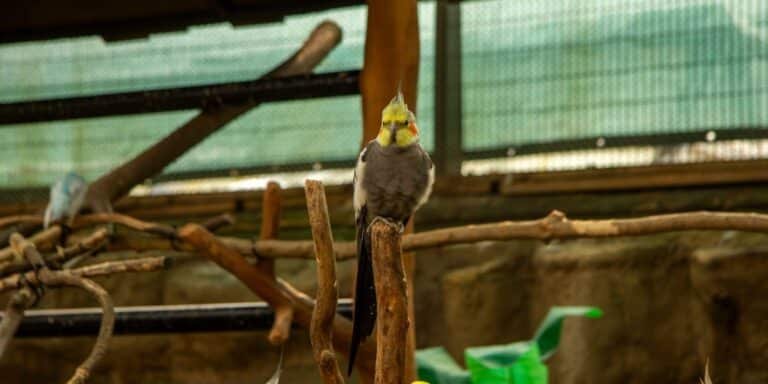 Cockatiel Body Language: What Are They Telling You?