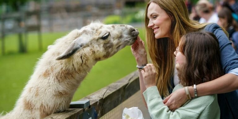 Family-Friendly Entertainment at Oregon Zoo's ZooNights
