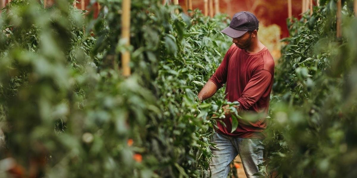 How Insect Decline Is Affecting Portland’s Food Production