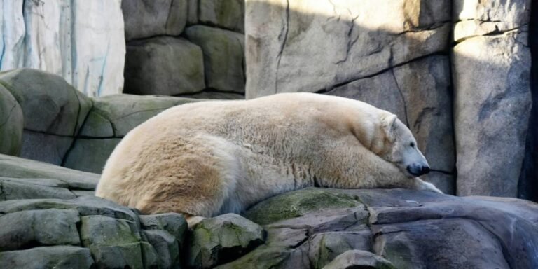 New Polar Bear Kallik Arrives at Portland Zoo’s Polar Passage