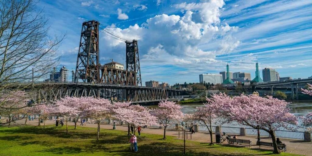 Portland Cherry Blossoms Bloom Early Along Waterfront and Gardens