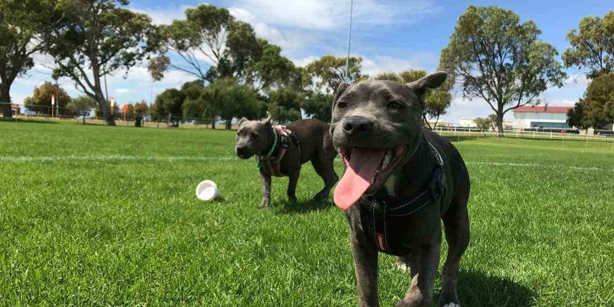 Portland Opens First Off-Leash Dog Park in Downtown Area