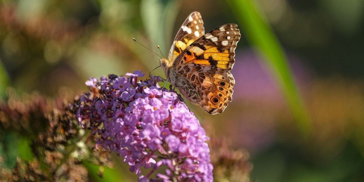 Phoenix Opens New Pollinator Garden After Almeda Fire