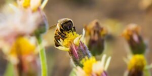 Phoenix Opens New Pollinator Garden After Almeda Fire
