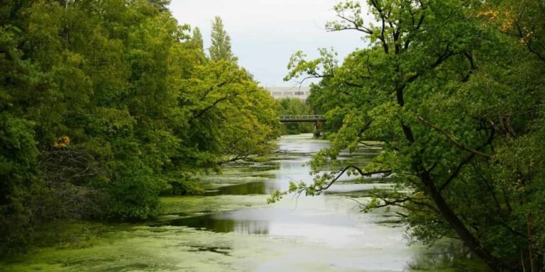 Toxic Algae Bloom Raises Concerns in Portland’s Willamette River