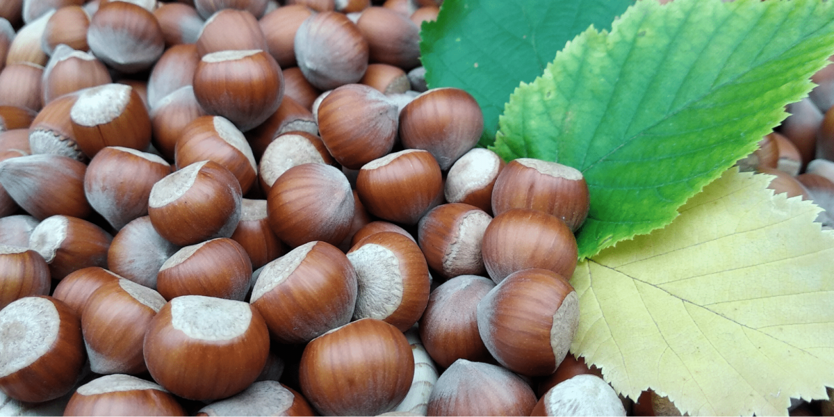 How Drones are Transforming Hazelnut Farming in Oregon