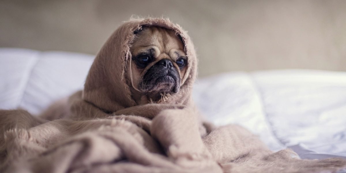 How Human Sickness Affects Pets
