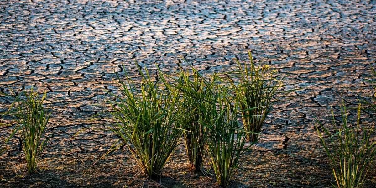 Oregon Expands Drought Emergency to Additional Counties