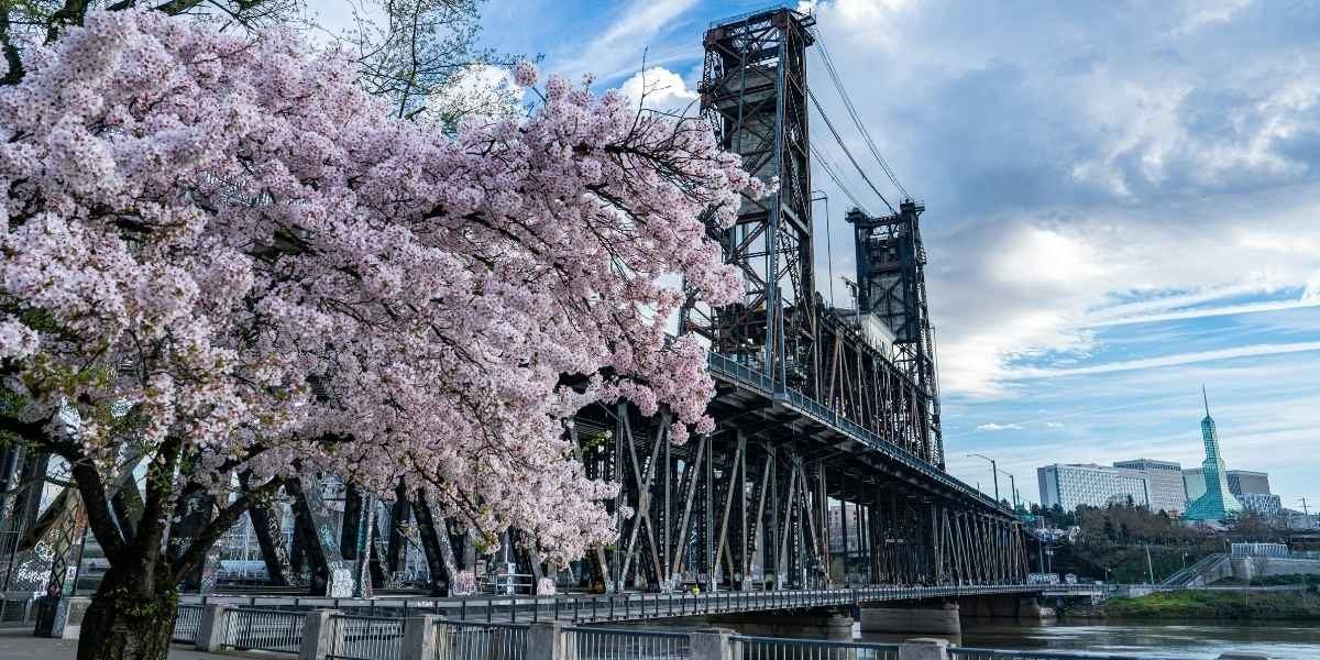 Oregon Honors Salem’s Urban Forestry Leadership as Tree City of the Year