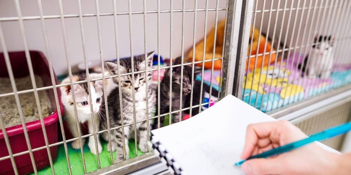 Oregon Humane Takes In 80 Cats From Southern Oregon Neglect Case