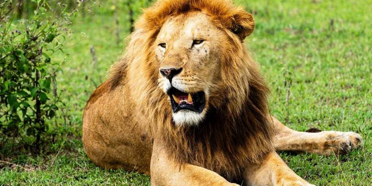 Portland’s Oregon Zoo Says Farewell to Beloved Lion Zawadi Mungu