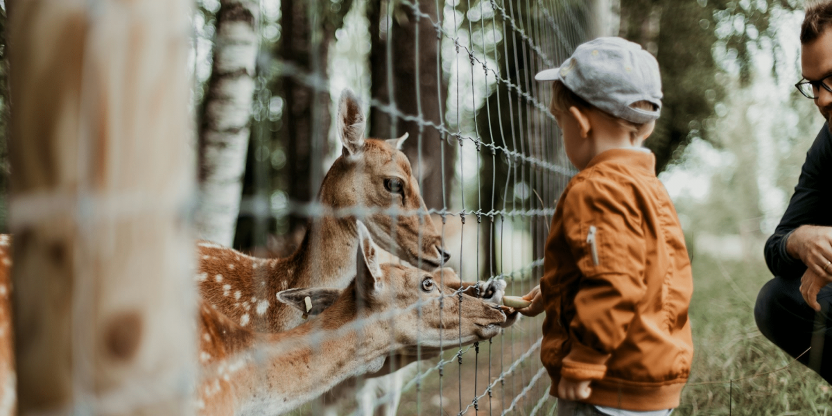 Reimagining the Modern Zoo Experience