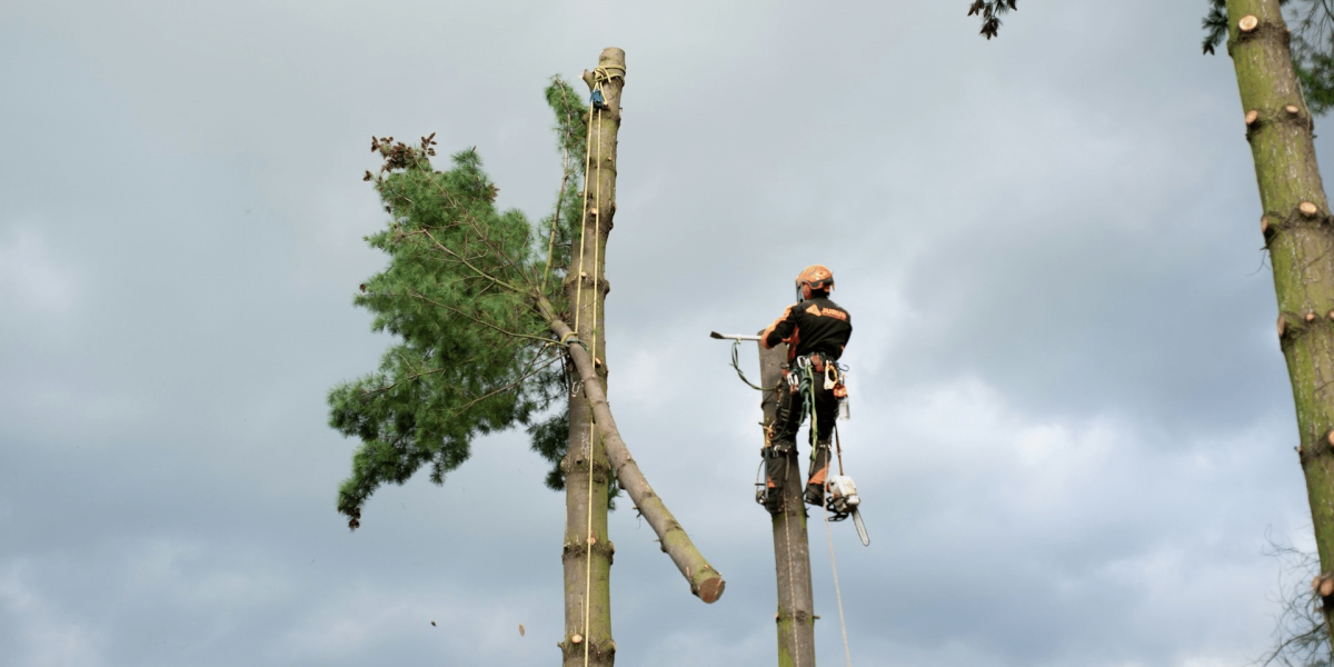 The Prospect of Wood Waste as Low-Carbon Fuel and a Broader Climate Change Discussion in Portland