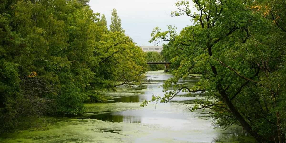 Toxic Algae Bloom Raises Concerns in Portland’s Willamette River