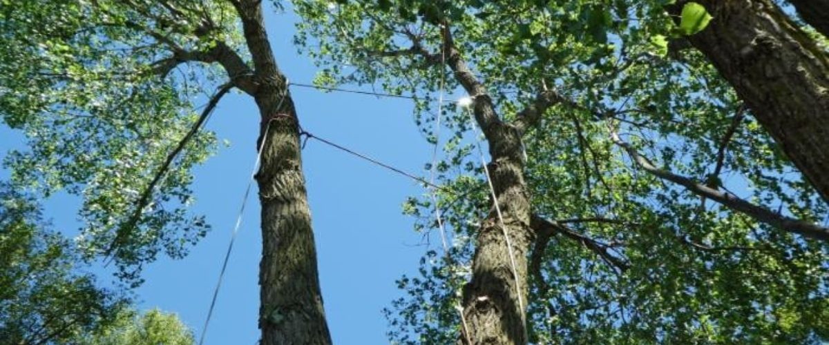 Remedy Tree Removal Service: Your Trusted Tree Care Partner